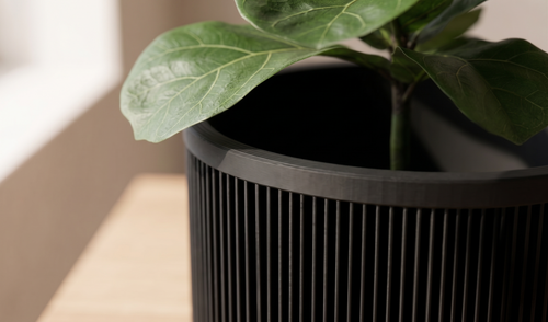 Close-up of a potted plant with a blurred background