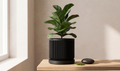 Potted plant on a wooden surface with a neutral background